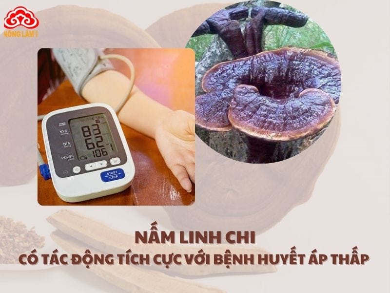 Nấm linh chi có tác động tích cực đến người huyết áp thấp.