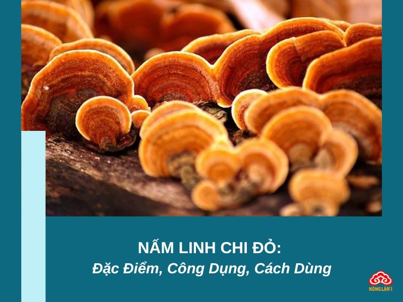 Nấm linh chi đỏ: đặc điểm, công dụng, cách dùng