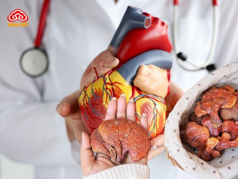 Nấm linh chi có nhiều tác động tích cực với hệ tuần hoàn