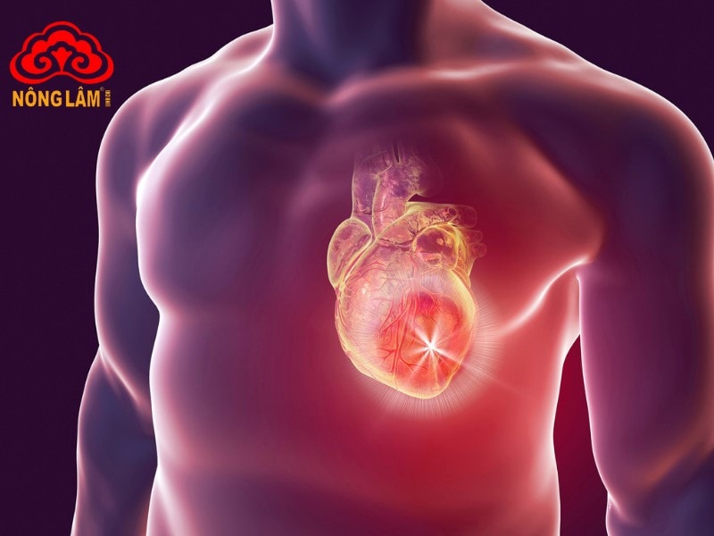 Tác Dụng Hoạt Huyết Của Nấm Linh Chi 13 Tác động hỗ trợ chức năng tim