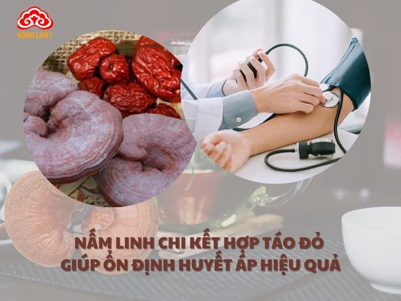 Nấm linh chi kết hợp táo đỏ giảm triệu chứng mệt mỏi ở người huyết áp thấp