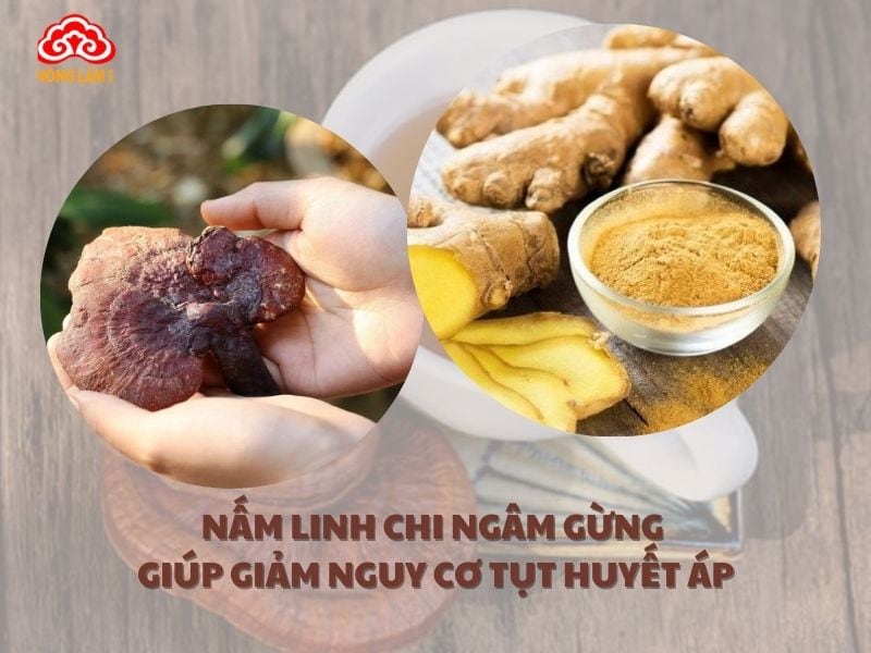 Nấm linh chi kết hợp với gừng giúp giảm nguy cơ tụt huyết áp