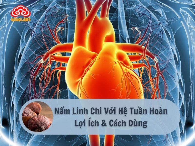Nấm linh chi với hệ tuần hoàn: lợi ích và cách dùng