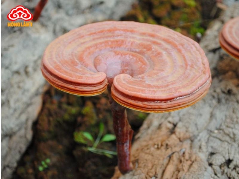 Rửa Sạch Nấm Linh Chi Trước Khi Sử Dụng Nên Hay Không? 9 Phân biệt bào tử nấm linh chi với nấm mốc