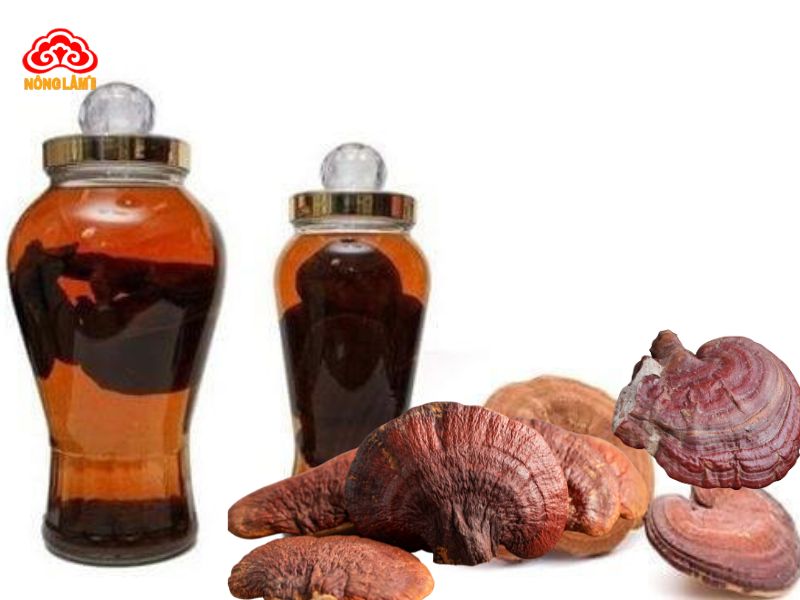 Rượu nấm linh chi nguyên tai truyền thống