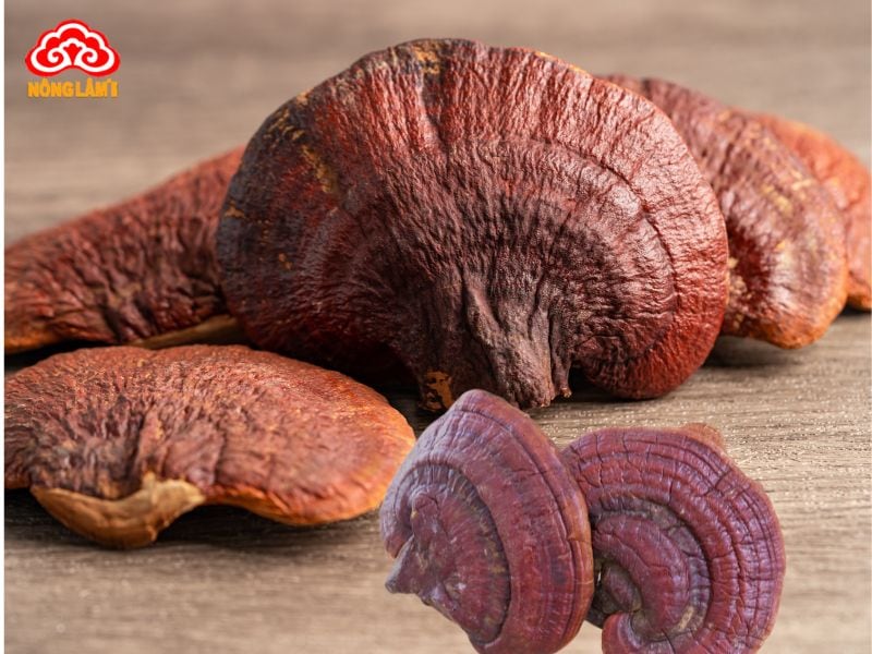 Nấm Linh Chi Bảo Quản Như Thế Nào Đúng Cách? 12 Sai lầm xần tránh kho bảo quản nấm linh chi