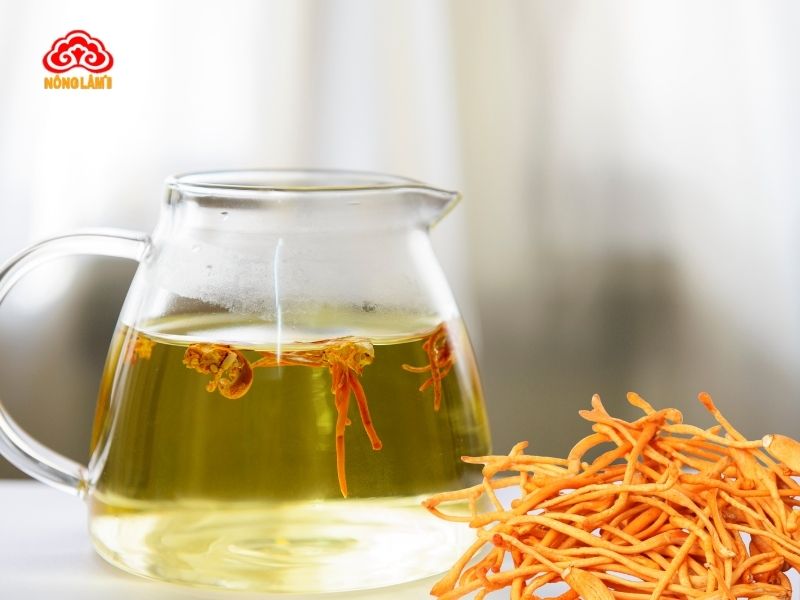 Sử dụng đông trùng hạ thảo hỗ trợ điều trị gan nhiễm mỡ hiệu quả
