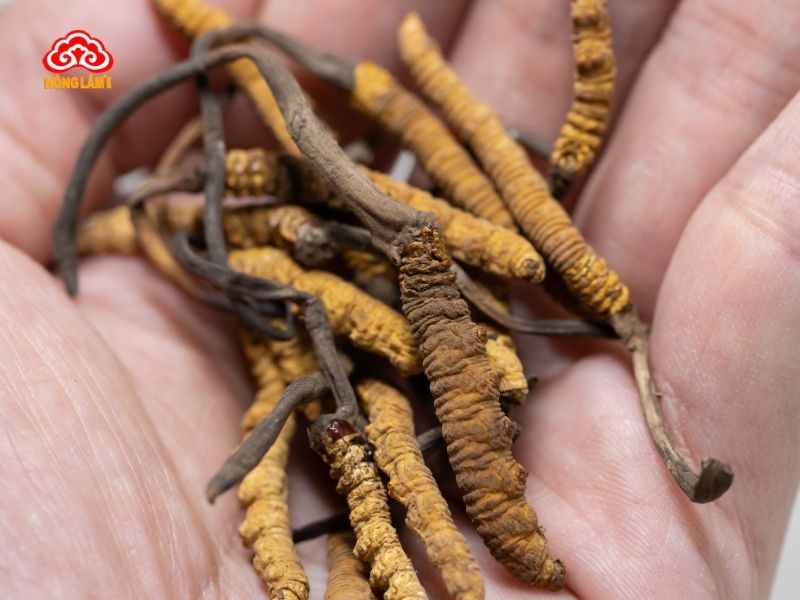 Tác Dụng Đông Trùng Hạ Thảo Với Bệnh Hen Suyễn Mãn Tính 11 Sử dụng đông trùng hạ thảo cho bệnh nhân hen suyễn mãn tính