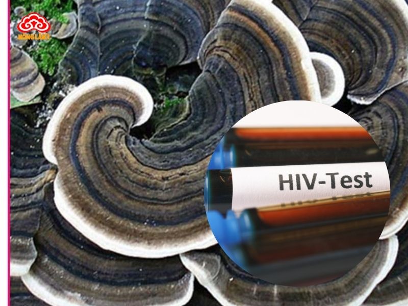Công Dụng Của Nấm Vân Chi Với Bệnh Ung Thư &Amp; Hiv 8 Lợi ích của nấm vân chi với bệnh hiv