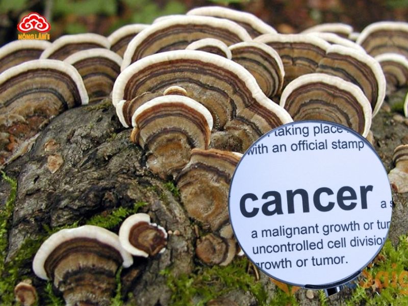 Công Dụng Của Nấm Vân Chi Với Bệnh Ung Thư &Amp; Hiv 7 Lợi ích chính của nấm vân chi đối với bệnh ung thư