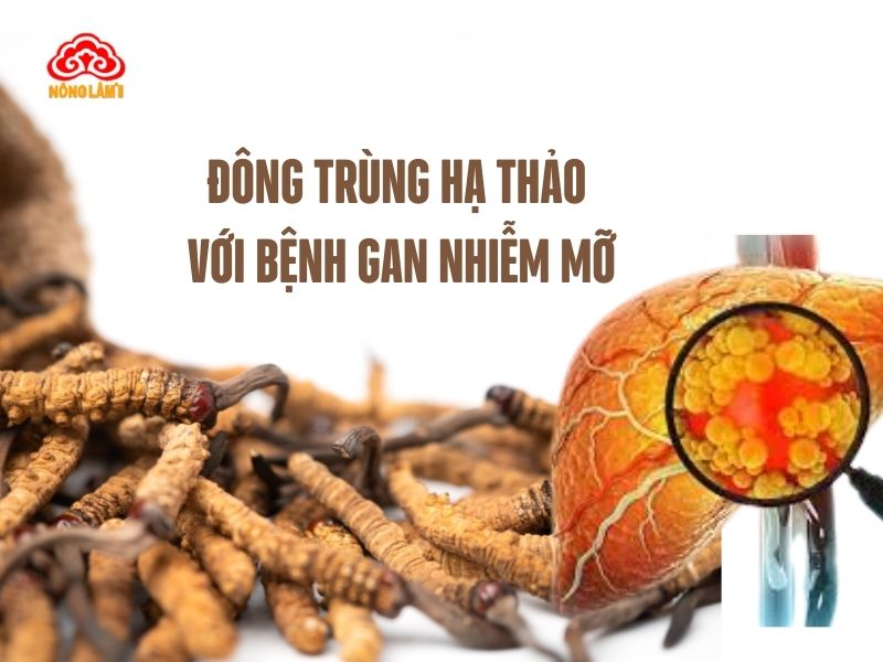 Tác dụng của đông trùng hạ thảo mới bệnh gan nhiễm mỡ