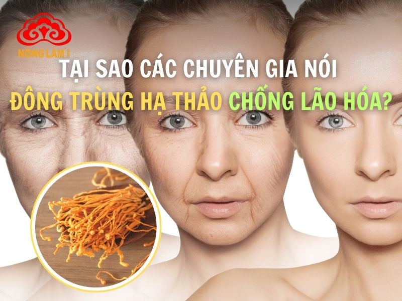 Tại sao đông trùng hạ thảo chống lão hóa hiệu quả?