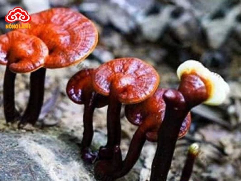 Nấm Lim Xanh - Thảo Dược Tốt Cho Người Thiếu Máu 8 Nấm lim xanh được coi là "cứu cánh" cho người thiếu máu