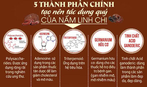 Thành phần dinh dưỡng của nấm linh chi đỏ