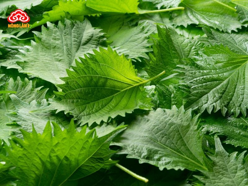 Top 7 Thảo Dược Tự Nhiên Tốt Cho Phụ Nữ Tiền Mãn Kinh 19 Tía tô đất (lemon balm)
