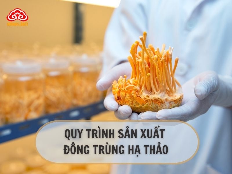Tìm Hiểu Về Quy Trình Sản Xuất Đông Trùng Hạ Thảo 6 Quy trình sản xuất đông trùng hạ thảo