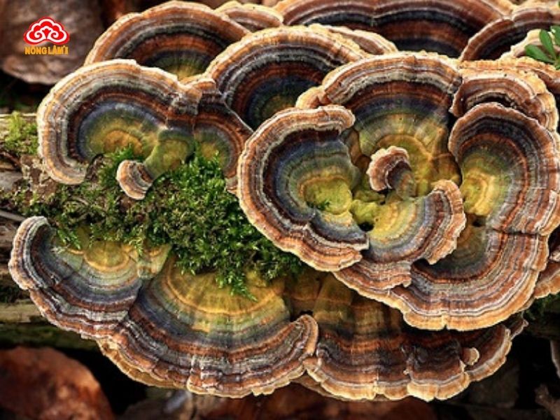 Công Dụng Của Nấm Vân Chi Với Bệnh Ung Thư &Amp; Hiv 10 Nấm vân chi