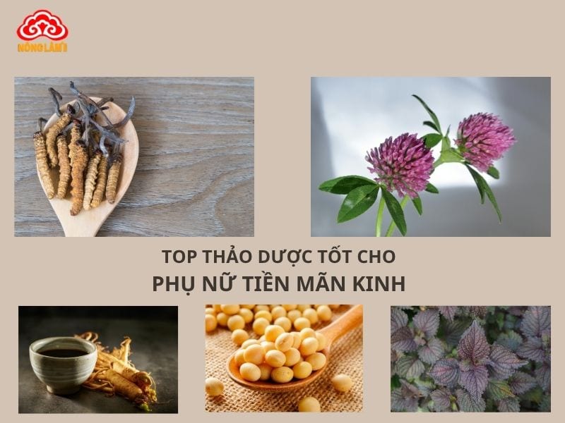 Top 7 Thảo Dược Tự Nhiên Tốt Cho Phụ Nữ Tiền Mãn Kinh 11 Top thảo dược cho phụ nữ tiền mãn kinh