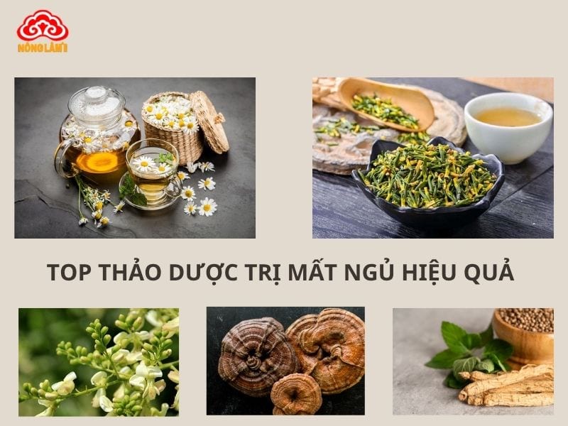 Top 10 Thảo Dược Trị Mất Ngủ An Toàn, Hiệu Quả Cao 15 Top thảo dược trị mất ngủ hiệu quả
