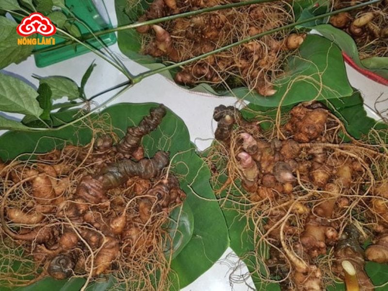 Top 7 Địa Chỉ Bán Sâm Ngọc Linh Uy Tín Hải Phòng 14 Vườn sâm hằng tuấn