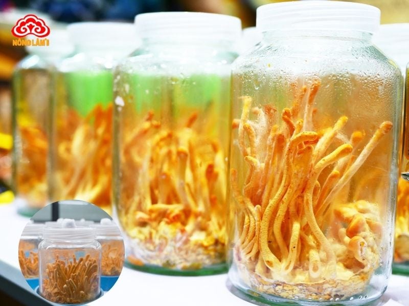 Tìm Hiểu Về Quy Trình Sản Xuất Đông Trùng Hạ Thảo 9 Yếu tố ảnh hưởng đến chất lượng đông trùng hạ thảo nuôi cấy