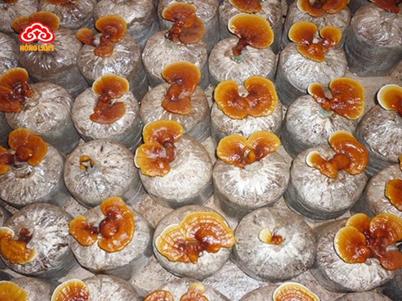 6 Yếu Tố Quyết Định Giá Nấm Lim Xanh Bao Nhiêu 1Kg 10 Nấm lim xanh nuôi trồng có giá rẻ hơn