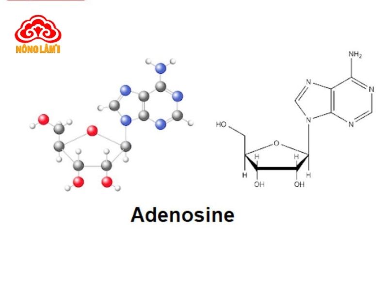 Adenosine Là Gì? Lợi Ích Với Sức Khỏe &Amp; Cách Bổ Sung Hiệu Quả 7 Adenosine là một hợp chất hữu cơ có công thức hóa học c₁₀h₁₃n₅o₄