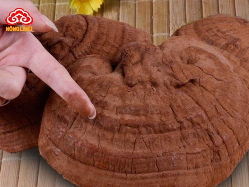 Bào tử nấm linh chi