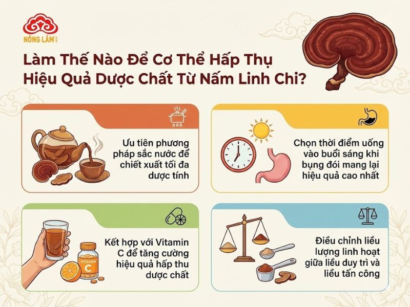 Sử Dụng Nấm Linh Chi Bao Lâu Thì Hiệu Quả? 8 Hiệu quả của nấm linh chi phụ thuộc phương pháp chế biến và cách thức sử dụng hàng ngày