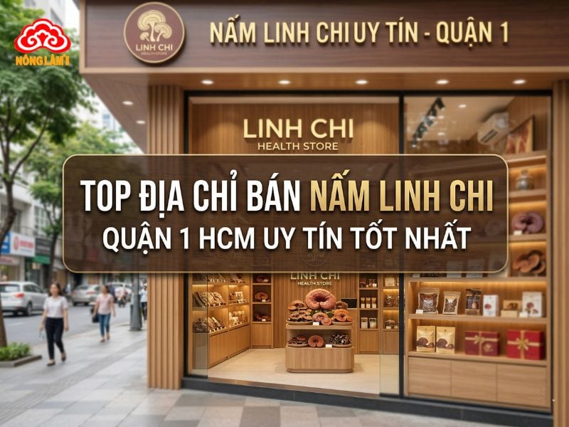 Top 5 Địa Chỉ Bán Nấm Linh Chi Quận 1 Hcm Uy Tín Tốt Nhất 8 Địa chỉ bán nấm linh chi tại quận 1 uy tín