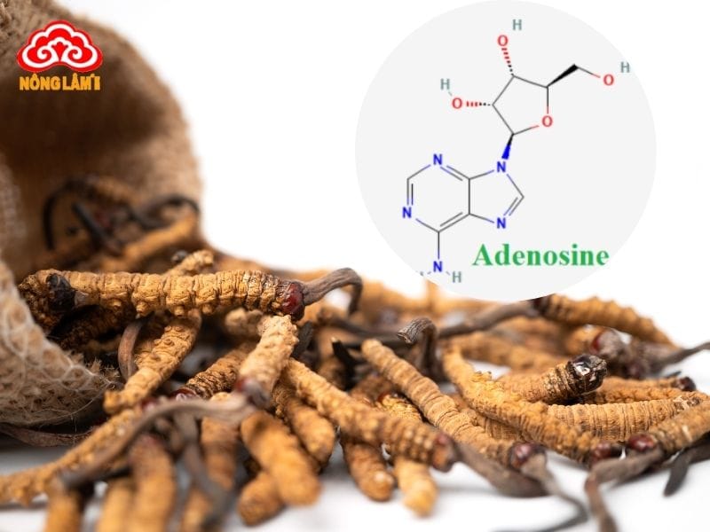 Adenosine Là Gì? Lợi Ích Với Sức Khỏe &Amp; Cách Bổ Sung Hiệu Quả 9 Đông trùng hạ thảo là nguồn bổ sung adenosine tự nhiên vượt trội