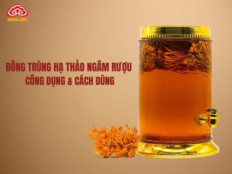 Đông trùng hạ thảo ngâm rượu: công dụng & cách dùng
