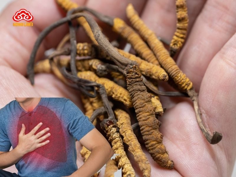 Đông Trùng Hạ Thảo Với Bệnh Copd (Phổi Tắc Nghẽn Mạn Tính) 10 Đông trùng hạ thảo hỗ trợ điều trị copd hiệu quả