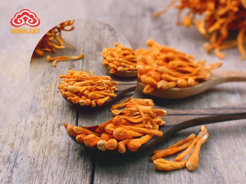Đông trùng hạ thảo