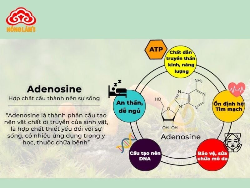 Adenosine Là Gì? Lợi Ích Với Sức Khỏe &Amp; Cách Bổ Sung Hiệu Quả 8 Lợi ích của adenosine với sức khỏe