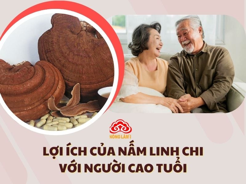 Nấm Linh Chi Có Lợi Ích Gì Với Người Cao Tuổi?