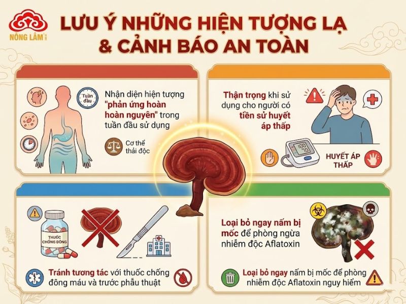 Sử Dụng Nấm Linh Chi Bao Lâu Thì Hiệu Quả? 10 Lưu ý khi sử dụng nấm linh chi