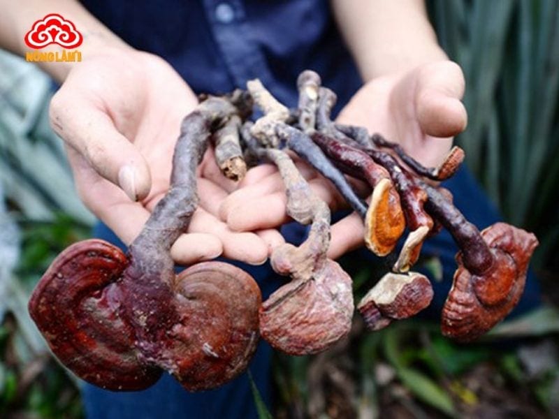 Giảm Đau Lưng Hiệu Quả Với Nấm Lim Xanh 9 Sử dụng nấm lim xanh chữa đau lưng hiệu quả