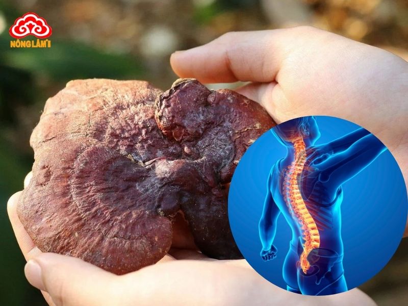 Giảm Đau Lưng Hiệu Quả Với Nấm Lim Xanh 8 Tác dụng của nấm lim xanh với bệnh đau lưng