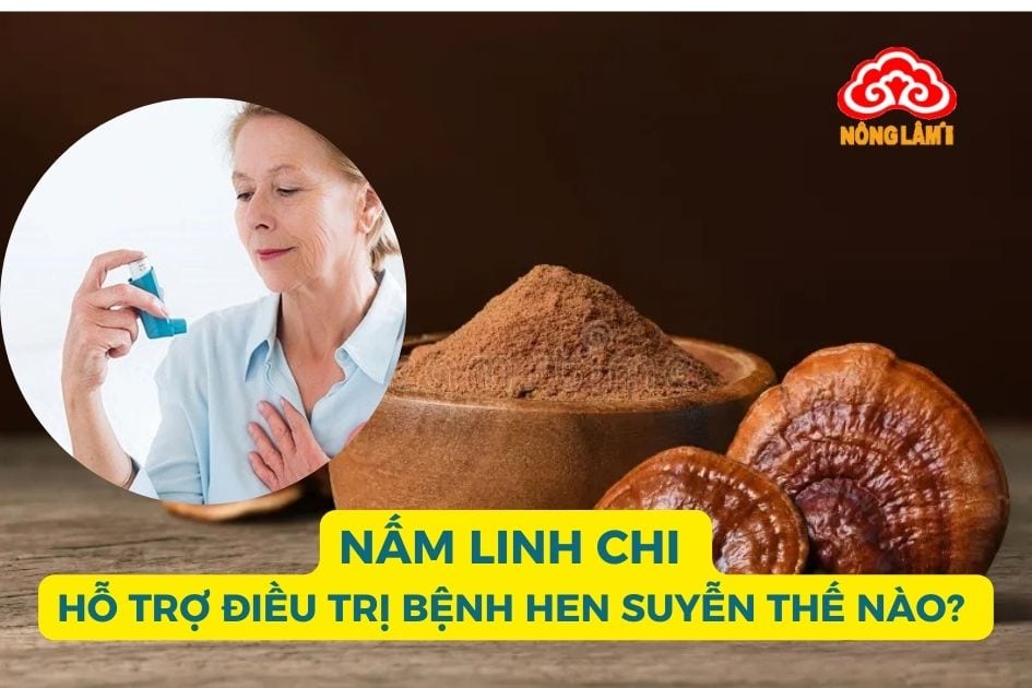 Nấm linh chi hỗ trợ điều trị bệnh hen suyễn hiệu quả