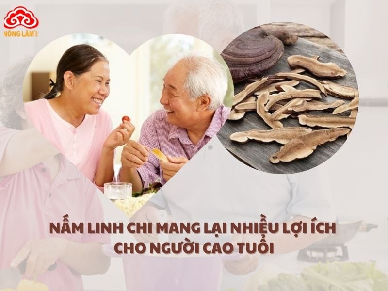 Nấm linh chi mang lại nhiều lợi ích sức khỏe cho người cao tuổi