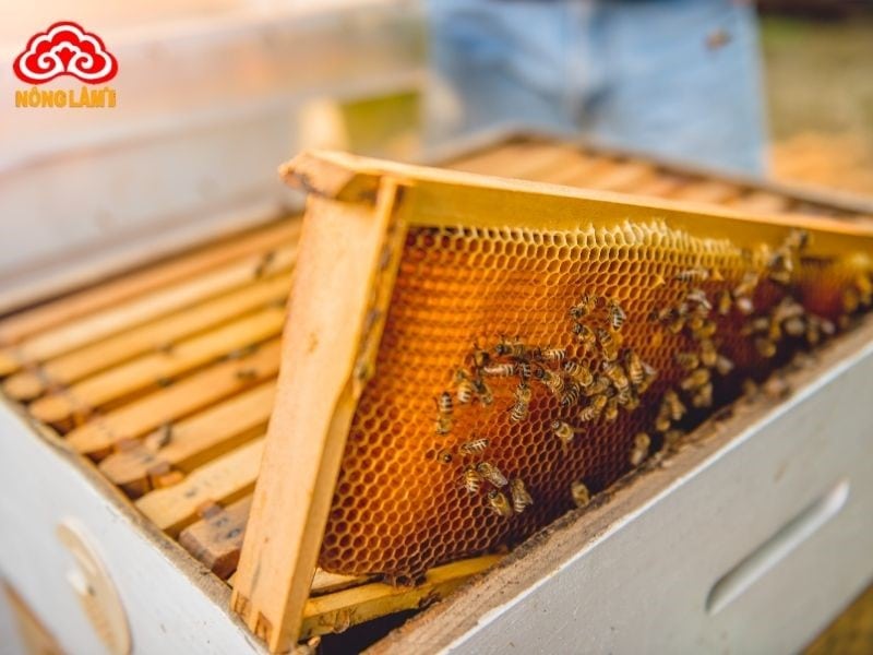 Mật Ong: Thành Phần, Công Dụng, Cách Dùng &Amp; Phân Biệt Thật Giả 12 Mật ong nuôi