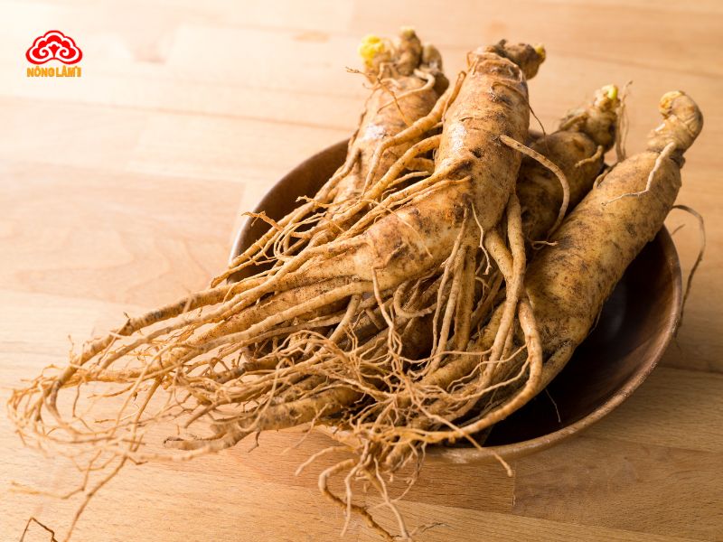 Top 10 Thảo Dược Tăng Cường Sinh Lực Nam Giới Hiệu Quả, An Toàn 27 Rễ đinh lăng