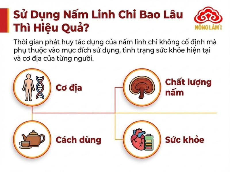 Sử Dụng Nấm Linh Chi Bao Lâu Thì Hiệu Quả? 6 Sử dụng nấm linh chi bao lâu có hiệu quả?