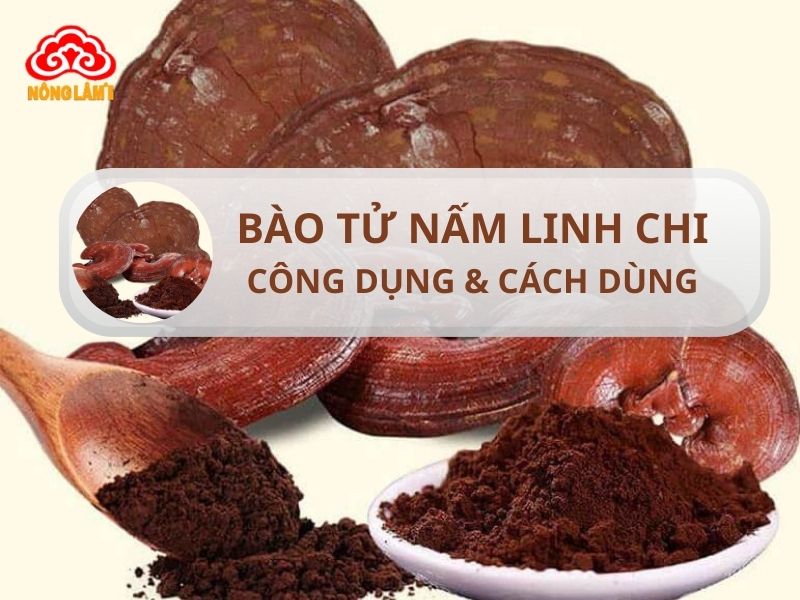 Bào Tử Nấm Linh Chi Là Gì? Công Dụng &Amp; Cách Dùng Hiệu Quả 6 Tìm hiểu về bào tử nấm linh chi