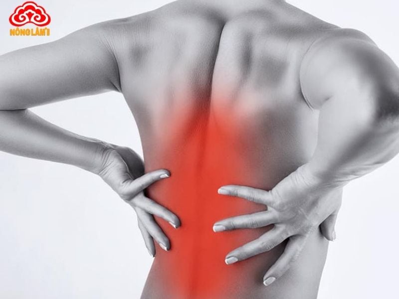 Giảm Đau Lưng Hiệu Quả Với Nấm Lim Xanh 7 Tìm hiểu về bệnh đau lưng