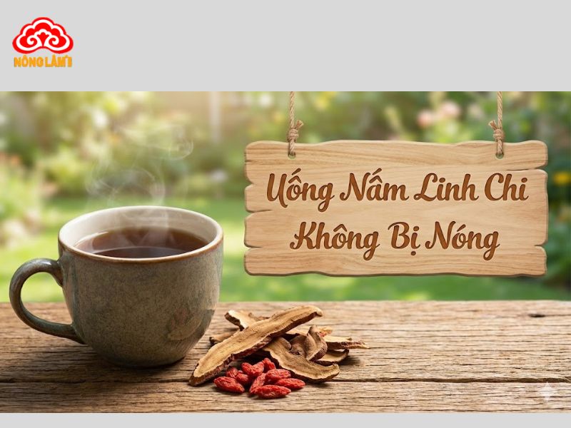 Uống Nước Nấm Linh Chi Có Bị Nóng Hay Không? 7 Uống nước nấm linh chi không những không gây nóng mà còn có tác dụng làm mát cơ thể