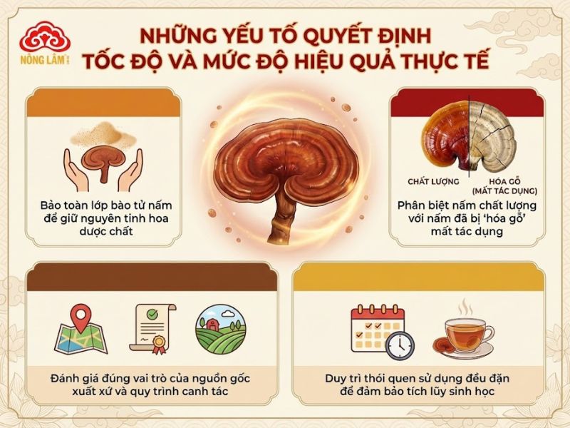 Sử Dụng Nấm Linh Chi Bao Lâu Thì Hiệu Quả? 9 Những yếu tố quyết định tốc độ và mức độ hiệu quả thực tế của nấm linh chi
