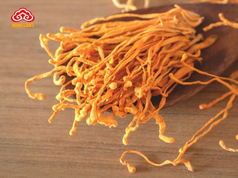Đông Trùng Hạ Thảo Bị Mốc Có Sử Dụng Được Không? Xử Lý Như Thế Nào? 13 Bảo quản đông trùng hạ thảo khô