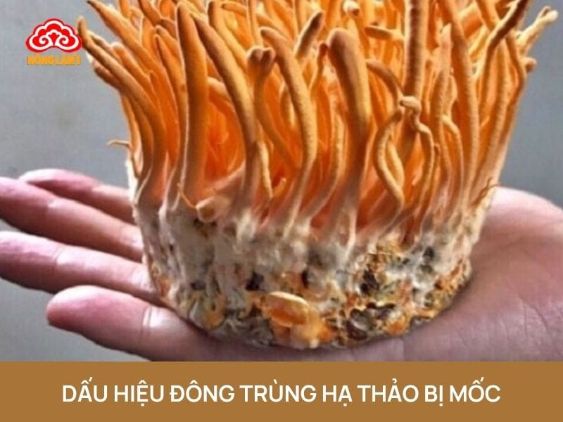 Đông Trùng Hạ Thảo Bị Mốc Có Sử Dụng Được Không? Xử Lý Như Thế Nào? 10 Dấu hiệu đông trùng hạ thảo bị mốc